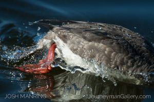 Josh Manring Photographer Decor Wall Art -  Florida Birds Everglades -164.jpg